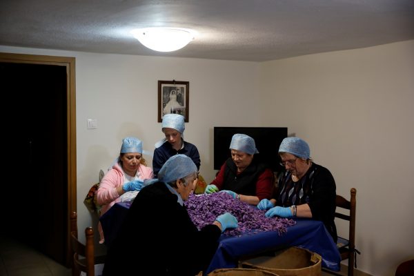 Members of the Patsiouras family check saffron flowers for stigmas