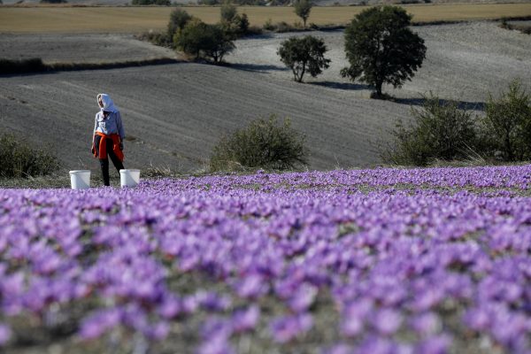 Evangelia Patsioura pauses as she harvests saffron flowers