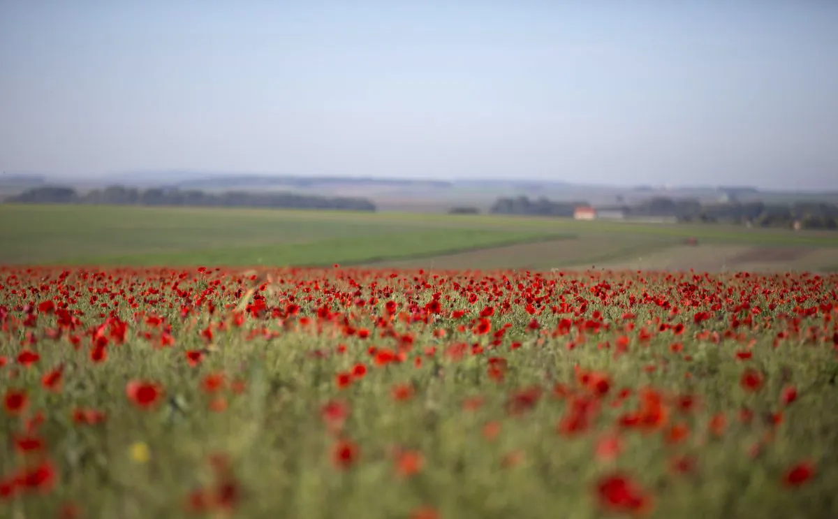 Poppies are in full bloom in a field near Sommepy-Tahure, France, on Oct 14, 2014. (Virginia Mayo/AP Photo)