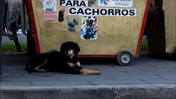 A street dog in Mineral del Monte, Mexico.