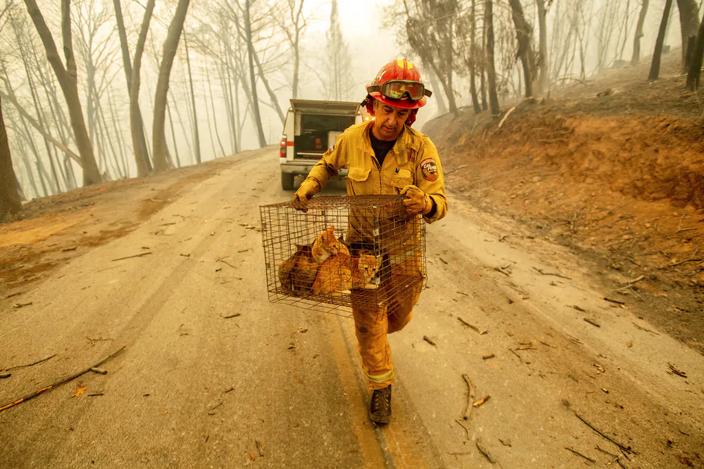 Capt. Steve Millosovich carries a cage of cats while battling the Camp Fire in Big Bend, Calif., on Nov. 9, 2018. Millosovich said the cage fell from the bed of a pick-up truck as an evacuee drove to safety. (AP/Noah Berger)