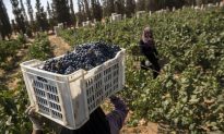 Egypt Winery Seeks Ancient Inspiration for Present-Day Success