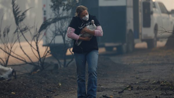 Equine veterinarian Jesse Jellison