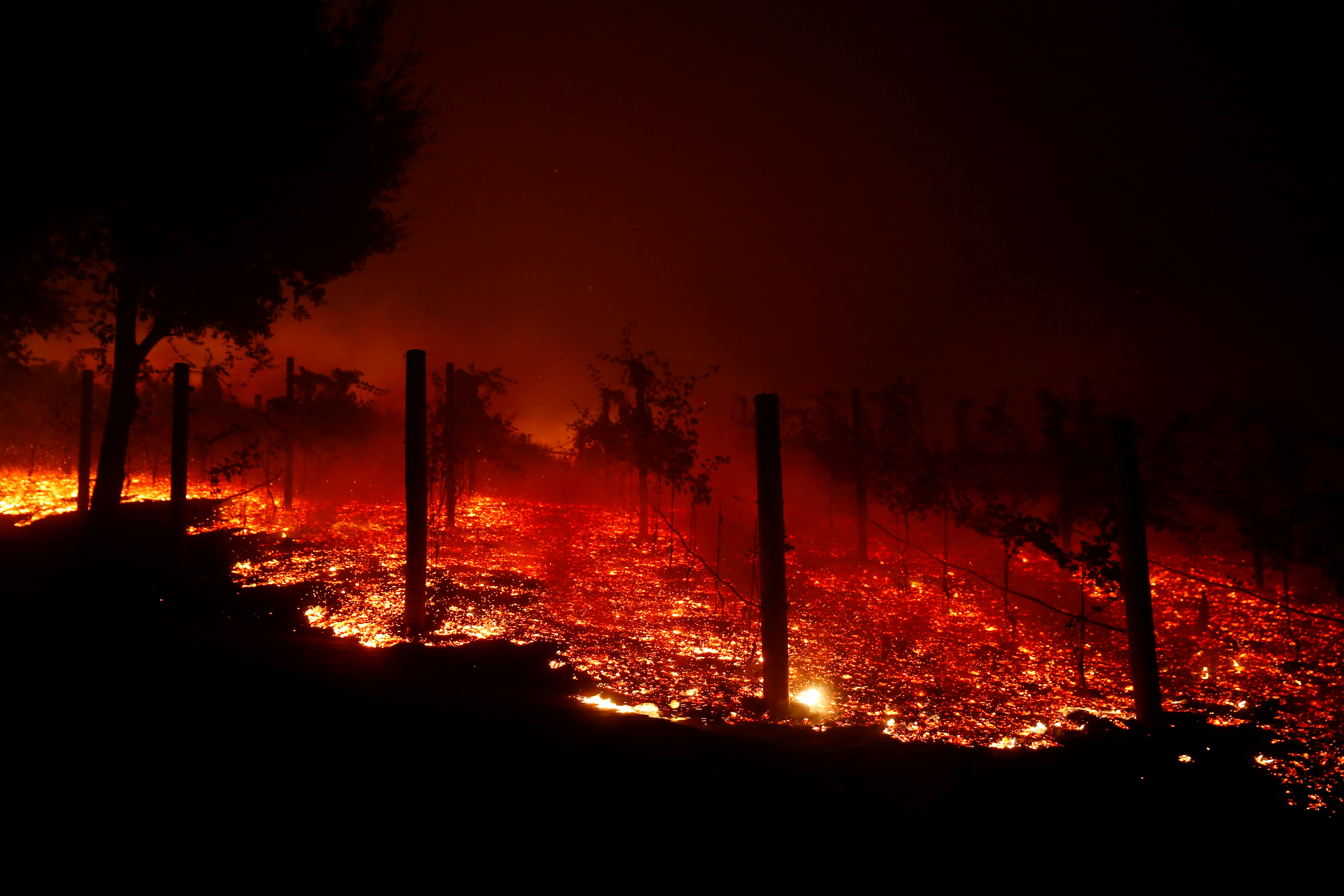 A vineyard burns overnight during a wildfire that destroyed dozens of homes in Thousand Oaks