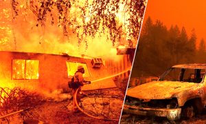 Dog That Survived California Fire Found Waiting at Home a Month Later