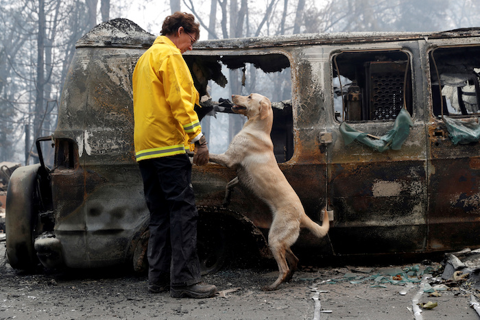 Atkinson searches for human remains with her cadaver dog in a van destroyed by the Camp Fire in Paradise
