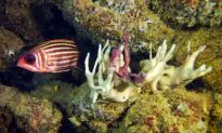 Climate Critic Finds Mistake in Major Ocean Warming Study, Co-Author ‘Grateful’