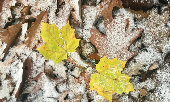 A Berkshire Journal: Segue to Winter