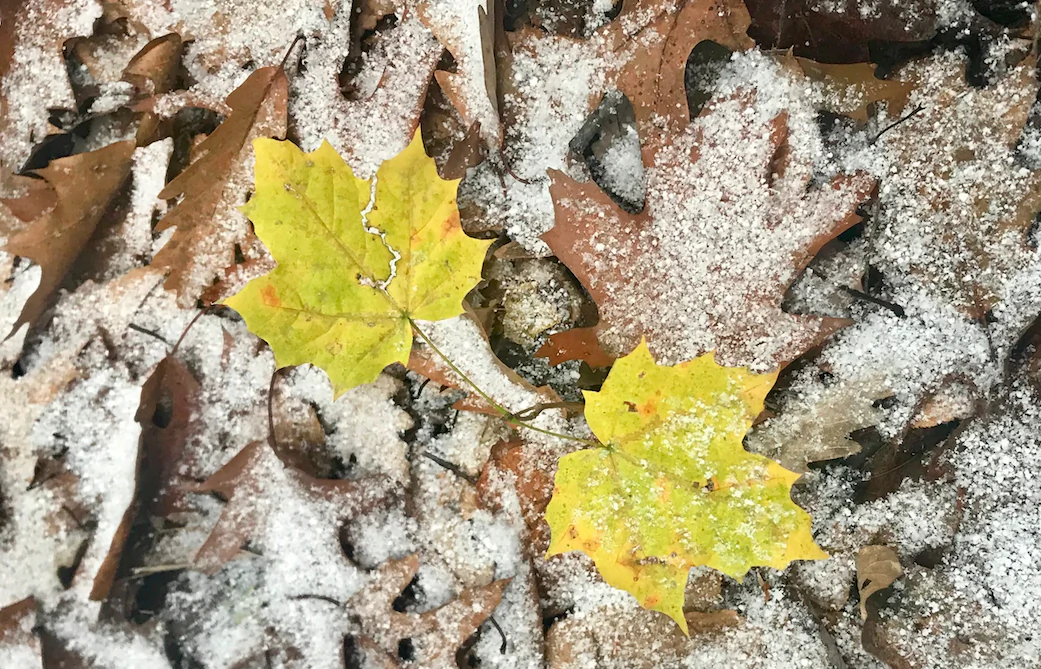 Fall is giving way to winter. (Cardinale Montano)