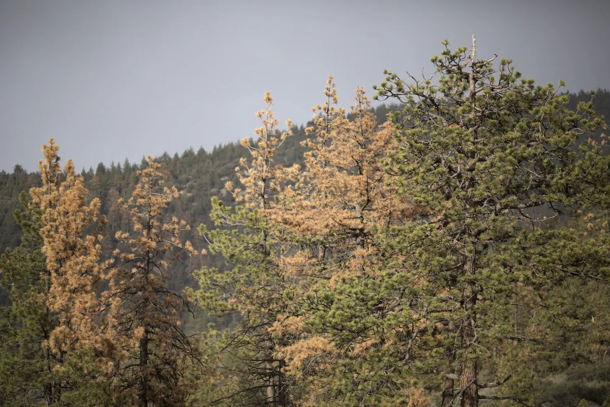 Dead and dying trees are seen in a forest stressed by historic drought conditions in Los Padres National Forest near Frazier Park, Calif., on May 7, 2015. (David McNew/Getty Images)