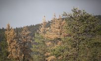 California Private Forest Closes Public Access Due to Wildfire Risk