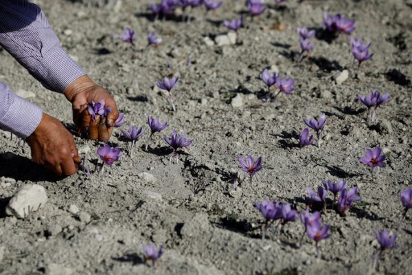 A worker harvests saffron flowers in a field in the town of Krokos