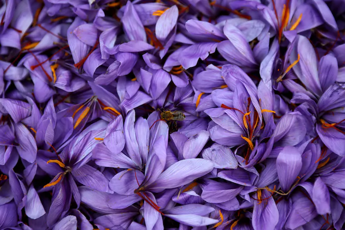 A bee is seen on saffron flowers in a field in the town of Krokos, Greece, on Oct. 27, 2018. (Reuters/Alkis Konstantinidis)