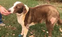 Graphic Photo: PETA ‘Grills’ Fake Dog in Pro-Vegan Stunt