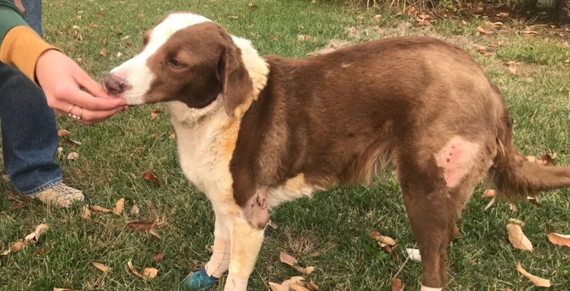 As the Camp Fire ravaged the small Northern California city of Paradise, days later, a family found their dog guarding a home. (Kayla Westman/GoFundMe)