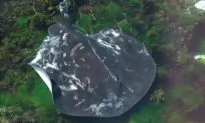 Man Killed in Likely Stingray Attack at Australian Beach