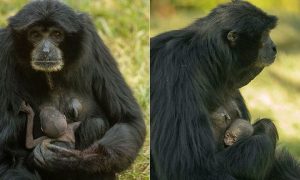 San Diego Zoo's 37-Year-Old Ape on Birth Control Has a Baby