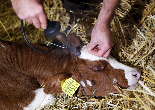 Veterinarian Jean-Marie Surer removes the horn of a calf