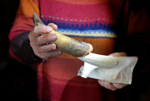 Armin Capaul holds a horn of a cow