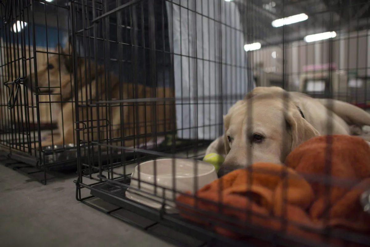 Dogs lay in cages at the SPCA rescue centre in the Bold Center in Lac la Biche, Alta., on May 10, 2016. (The Canadian Press/Jonathan Hayward)