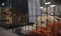 Fort McMurray Fire Showed Animal Care Gaps During Natural Disasters: Researcher