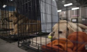 Fort McMurray Fire Showed Animal Care Gaps During Natural Disasters: Researcher