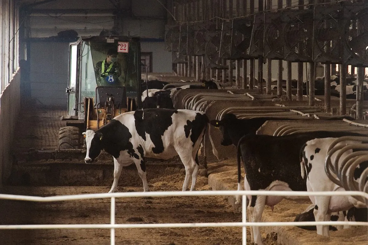 A worker drives a tractor amongst cows inside a dairy farm near Gannan county, Heilongjiang Province, China on May 3, 2016. Giant piles of black manure towering over cornfields, while rancid-smelling effluent from thousands of cows spills onto the land—this is the price of a glass of milk in China today. (Nicolas Asfouri/AFP/Getty Images)