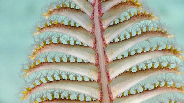 Deep sea fan or coral