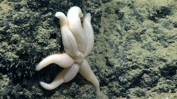 A mysterious six-rayed starfish