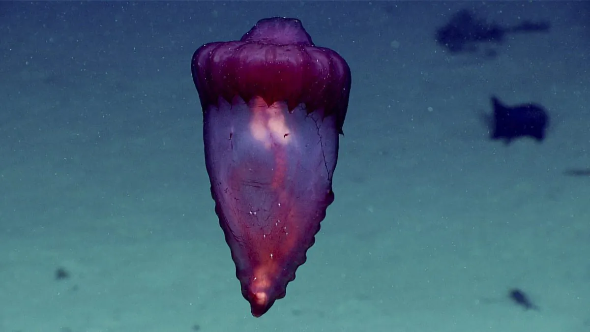 A swimming sea cucumber, Enypniastes eximia, sometimes referred to as the “headless chicken monster,” found during a 2018 Oceano Profundo deep dive expedition, in the waters of the U.S. Caribbean. (NOAA Office of Ocean Exploration and Research, via AP)
