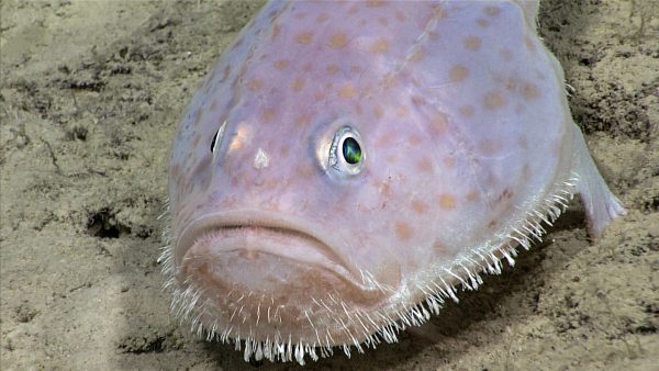 A toadfish