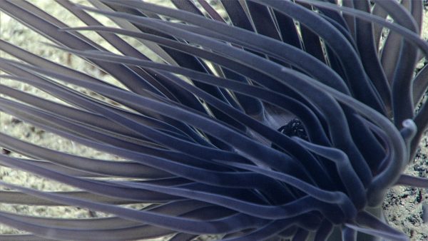 Ceriantharian or tube-dwelling anemone