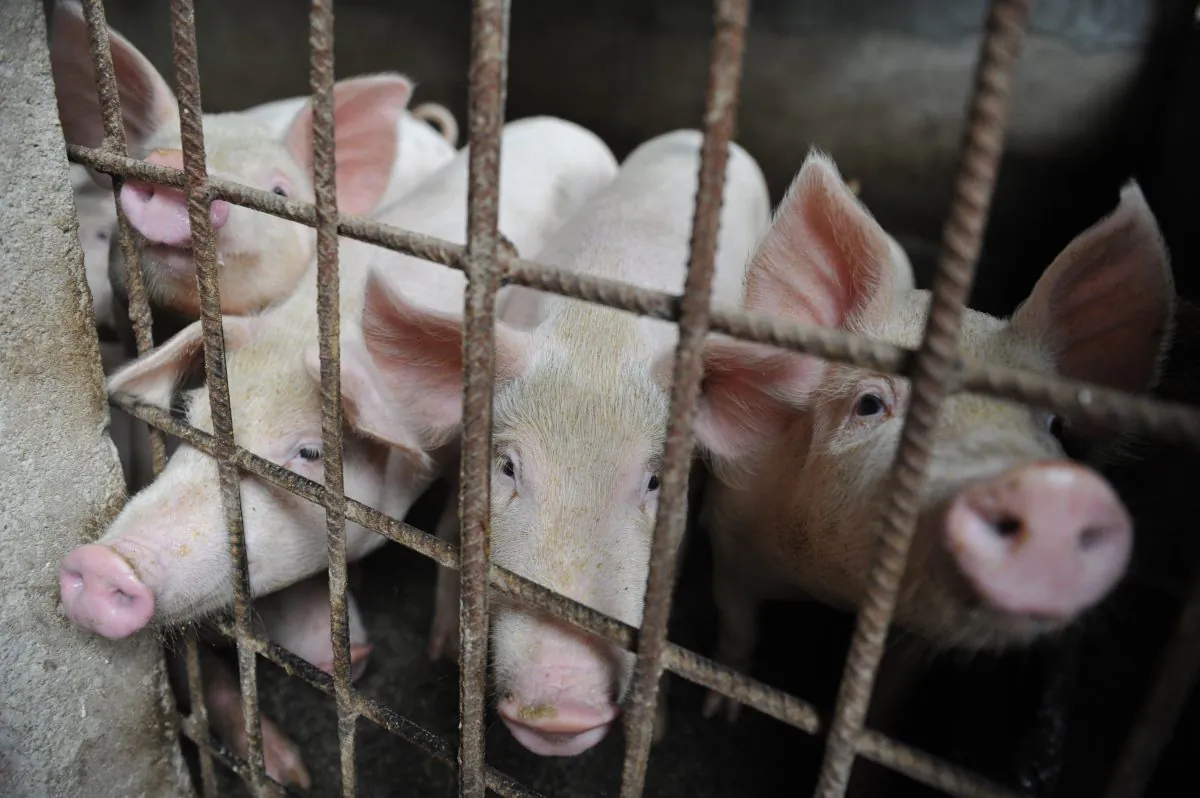 Pigs are seen in a hog pen in a village in Linquan county in Anhui Province, China, on Aug. 31, 2018. (Chinatopix Via AP)