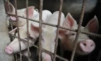 Fresh African Swine Fever Outbreak Hits China’s Xinjiang