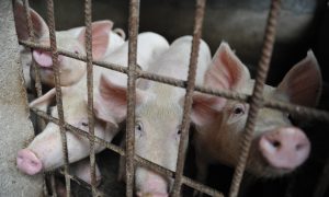 Swine Fever Adds to China's Economic Headaches