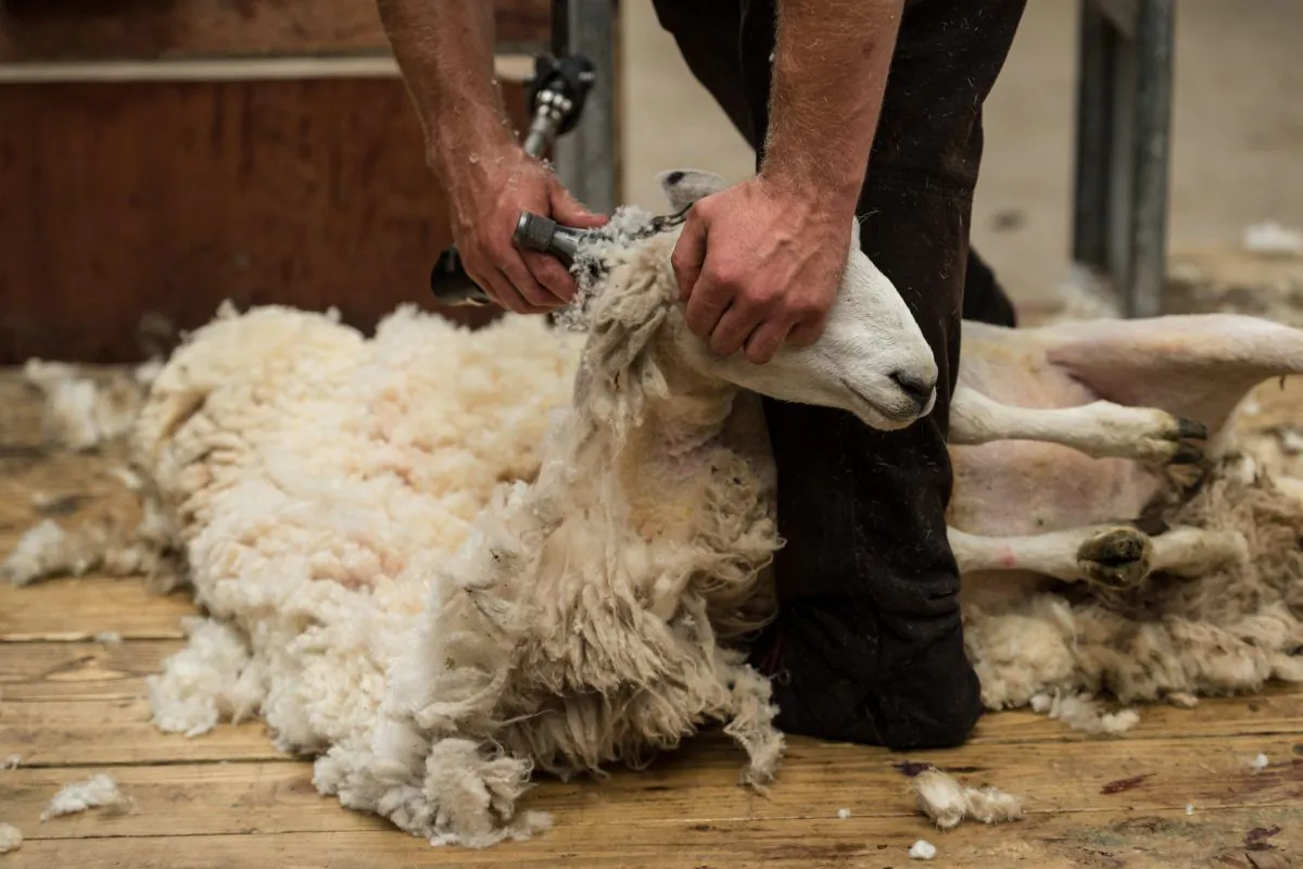 A sheep is shorn in the Lake District National Park, northern England on July 20, 2018. (Oli Scarff/AFP/Getty Images)