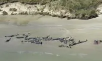 ‘Heart-breaking’ Decision to Euthanize 70 Stranded Whales in New Zealand