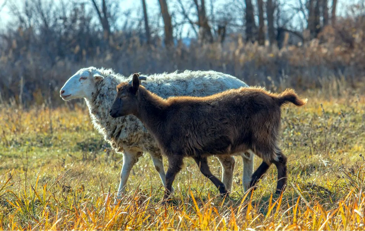 Sheep and goats have long represented right and left, respectively, based on a passage in the Bible. (Zahaoha/pixabay.com)