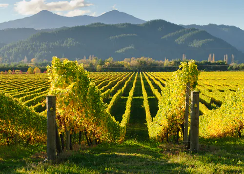 This Year in Wine, According to Wine Spectator