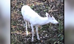 Hunter Spots 12-Point Albino Buck in Tennessee: 'Like Seeing a Ghost'