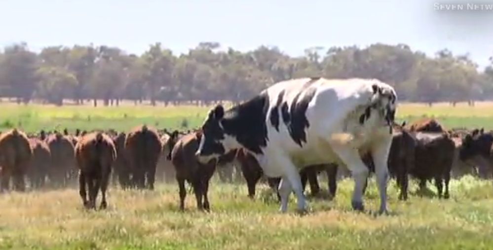 knickers is the largest cow in the country