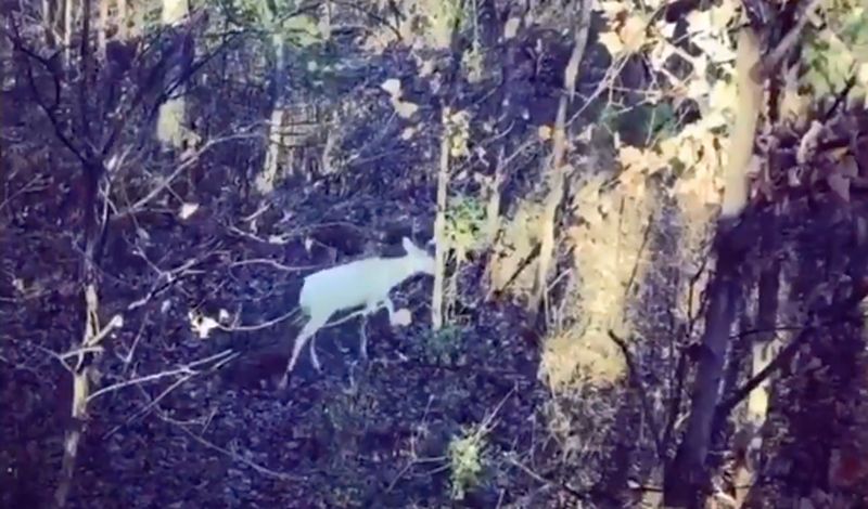 rare deer in tn via amy hall