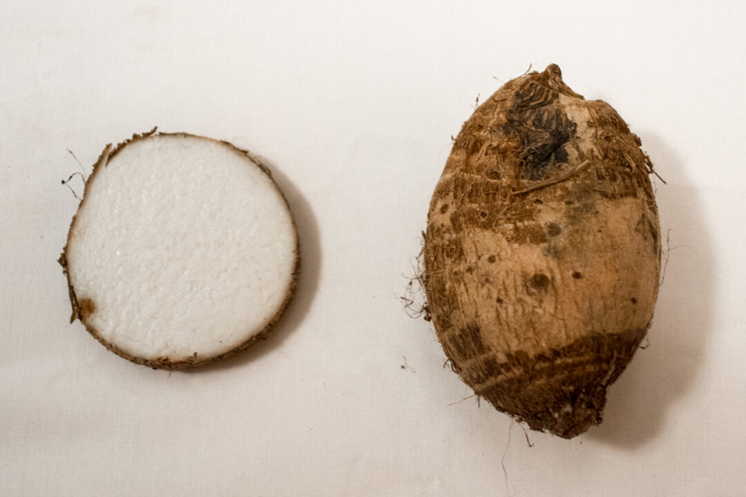 Taro root is full of resistant starch and fiber, great for keeping blood sugar level and feeding the healthy bacteria in your gut. (Wikimedia)