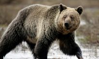 Man Found Eaten by Bear Died First From Meth Overdose