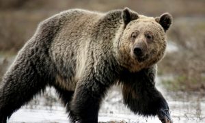 Man Found Eaten by Bear Died First From Meth Overdose