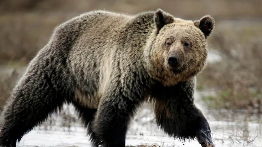 A grizzly bear roams through the Hayden Valley in Yellowstone National Park in Wyoming, on May 18, 2014. (Jim Urquhart/Reuters File Photo)