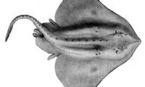 Mysterious Sea Animal Washes up on New Zealand Beach, Draws ‘Alien’ Comparisons