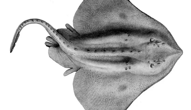 A type of skate fish, Amblyraja hyperborea. A woman found a mysterious animal skeleton this week, and one scientist suggested it's a skate. (Public Domain)