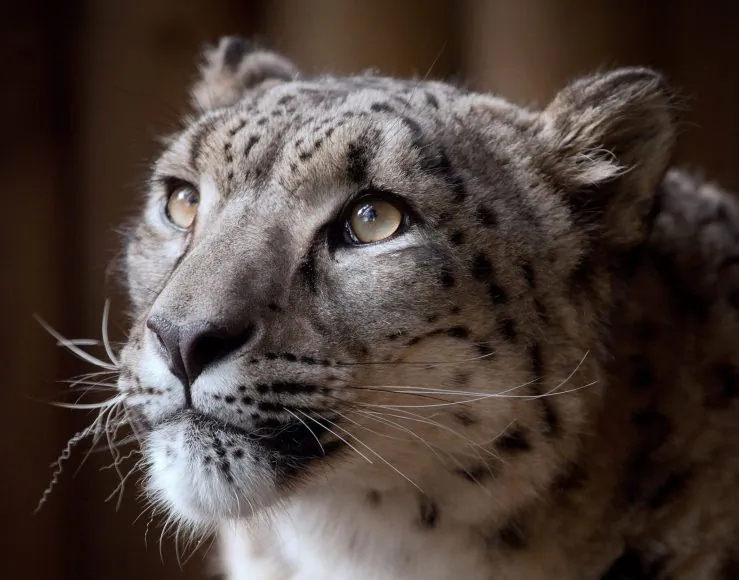 8-year-old snow leopard Margaash, who was shot after escaping his enclosure at Dudley Zoo, United Kingdom, on Oct. 23, 2018. (Dudley Zoo)