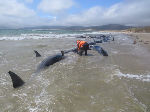 pilot whales stranded in New Zealand